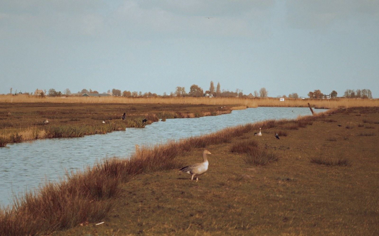 Geese wading beside a marshland channel with a distant village on the horizon