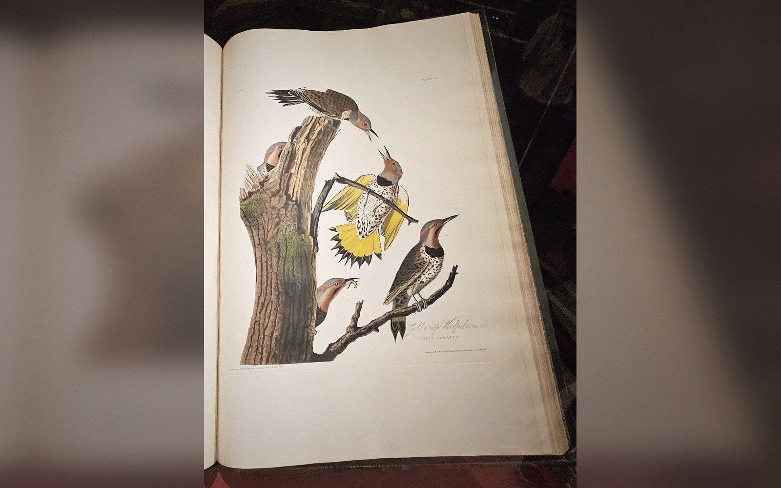 Open book page showing a hand-colored engraving of woodpeckers on a tree stump