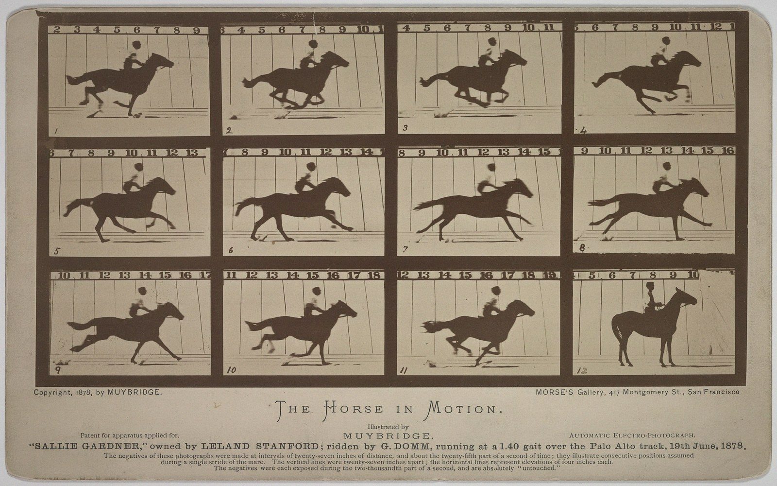 Twelve sequential frames of a galloping horse and rider captured by Muybridge's motion study cameras