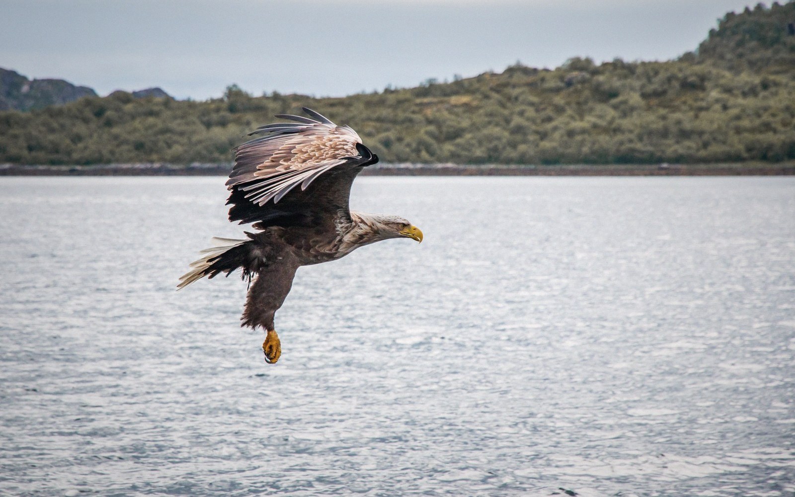 The Animal That Does Not Know It Is Watched