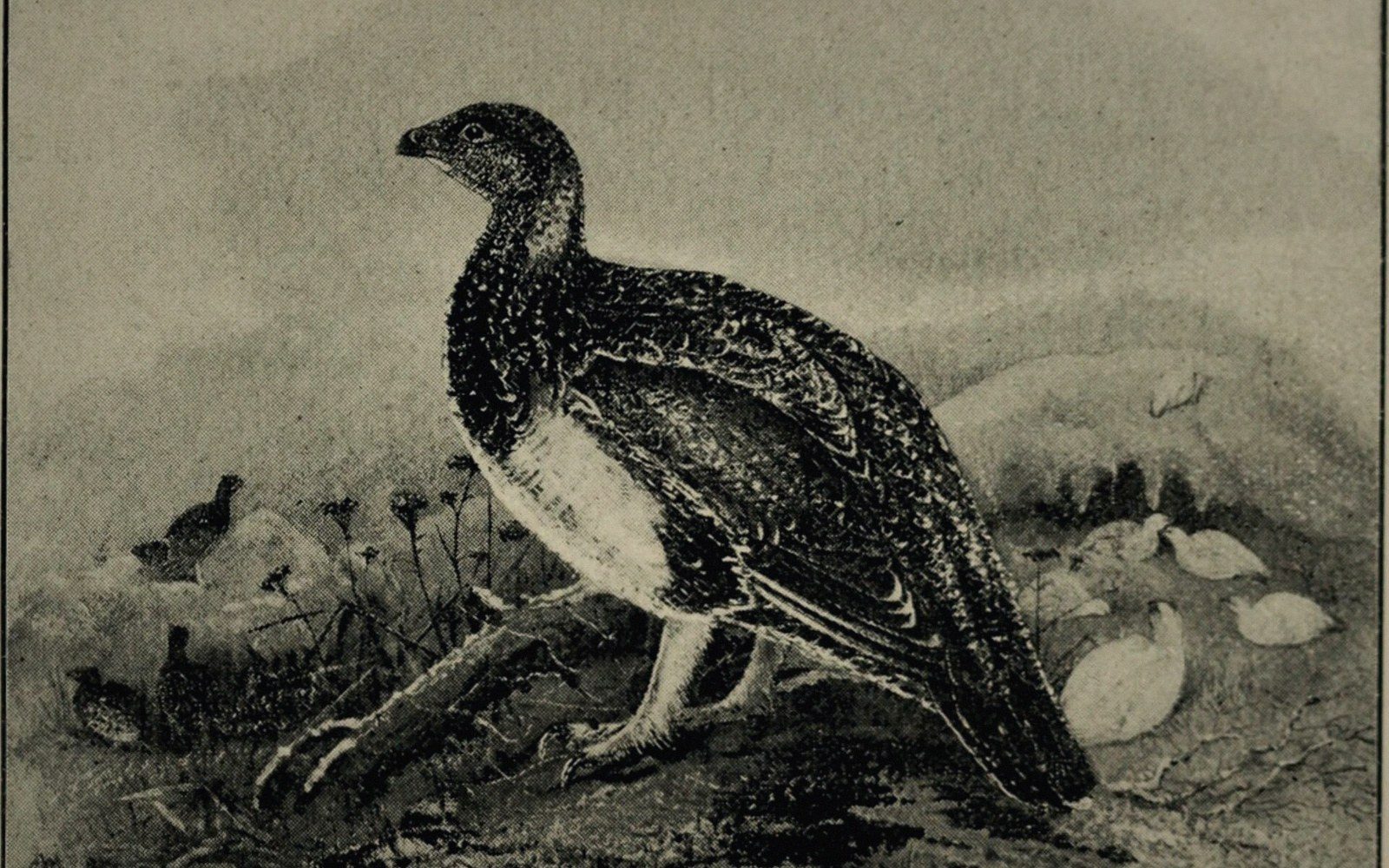 Vintage engraving of a grouse standing on rocky ground with birds in the background