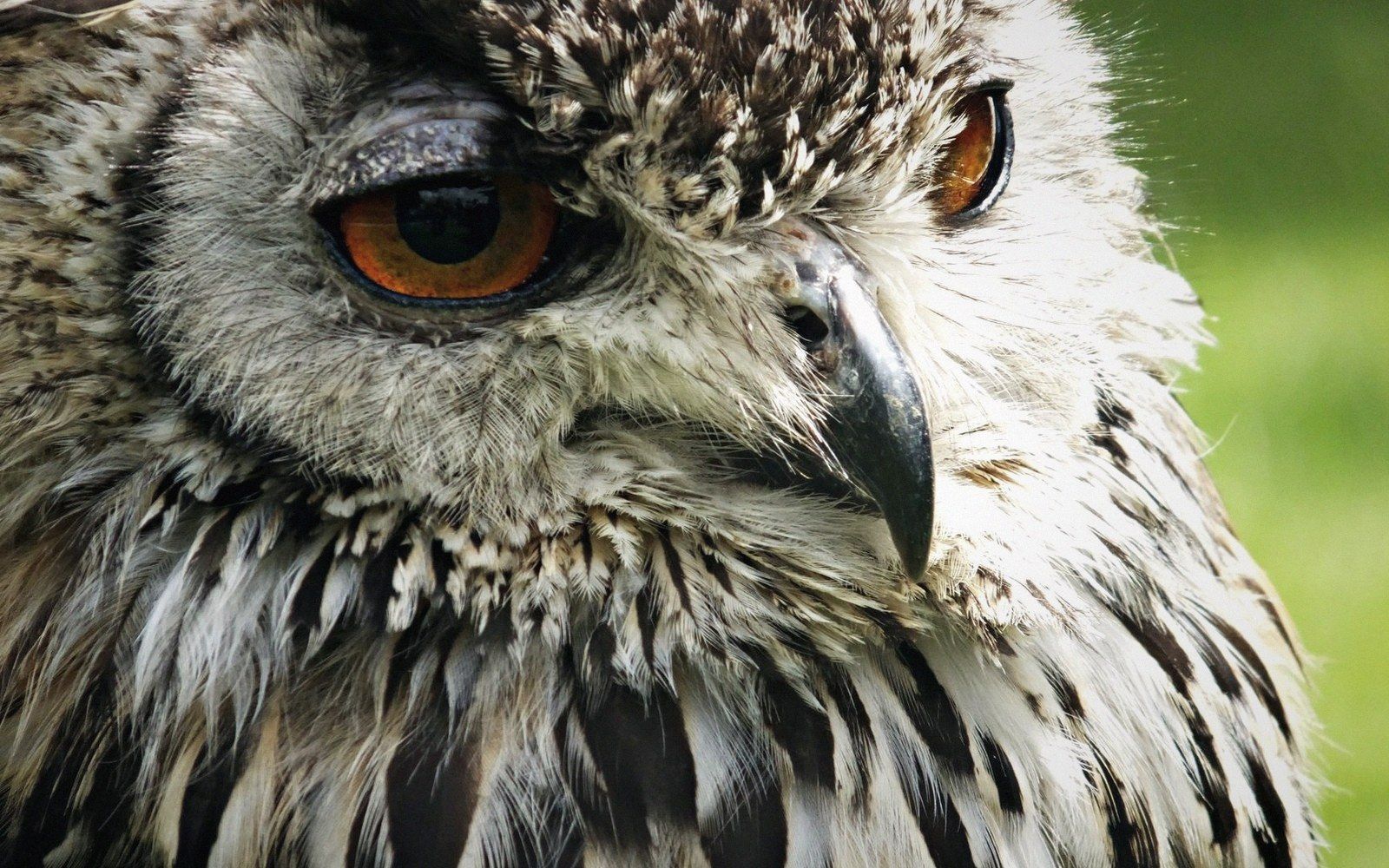 Close-up of an owl's face showing its orange eye, hooked beak and speckled feathers