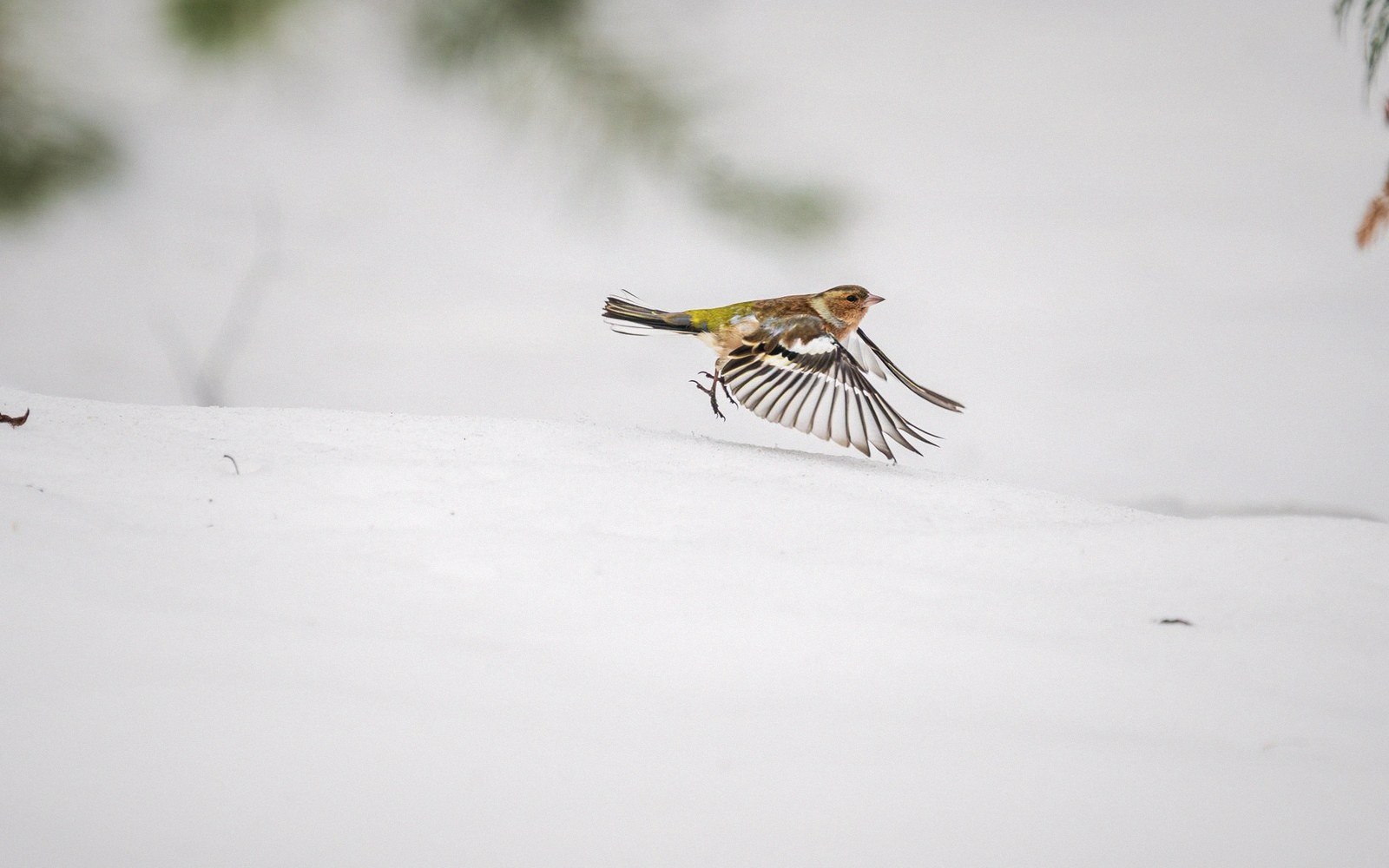 Small finch takes flight with wings spread wide over a snowy hillside