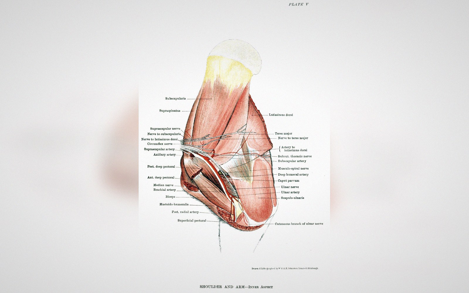Vintage anatomical illustration labeling muscles, nerves, and arteries of the shoulder and inner arm