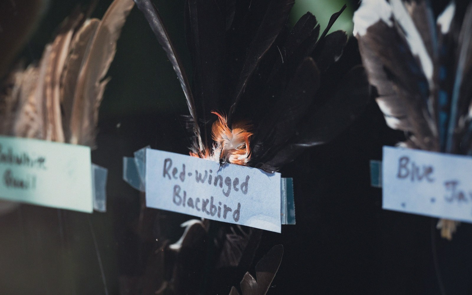 Handwritten labels identify feather specimens, including a red-winged blackbird's black and orange plumage