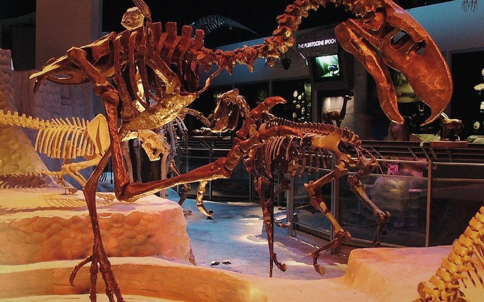 A mounted bird skeleton against a plain pale wall, articulated for reference